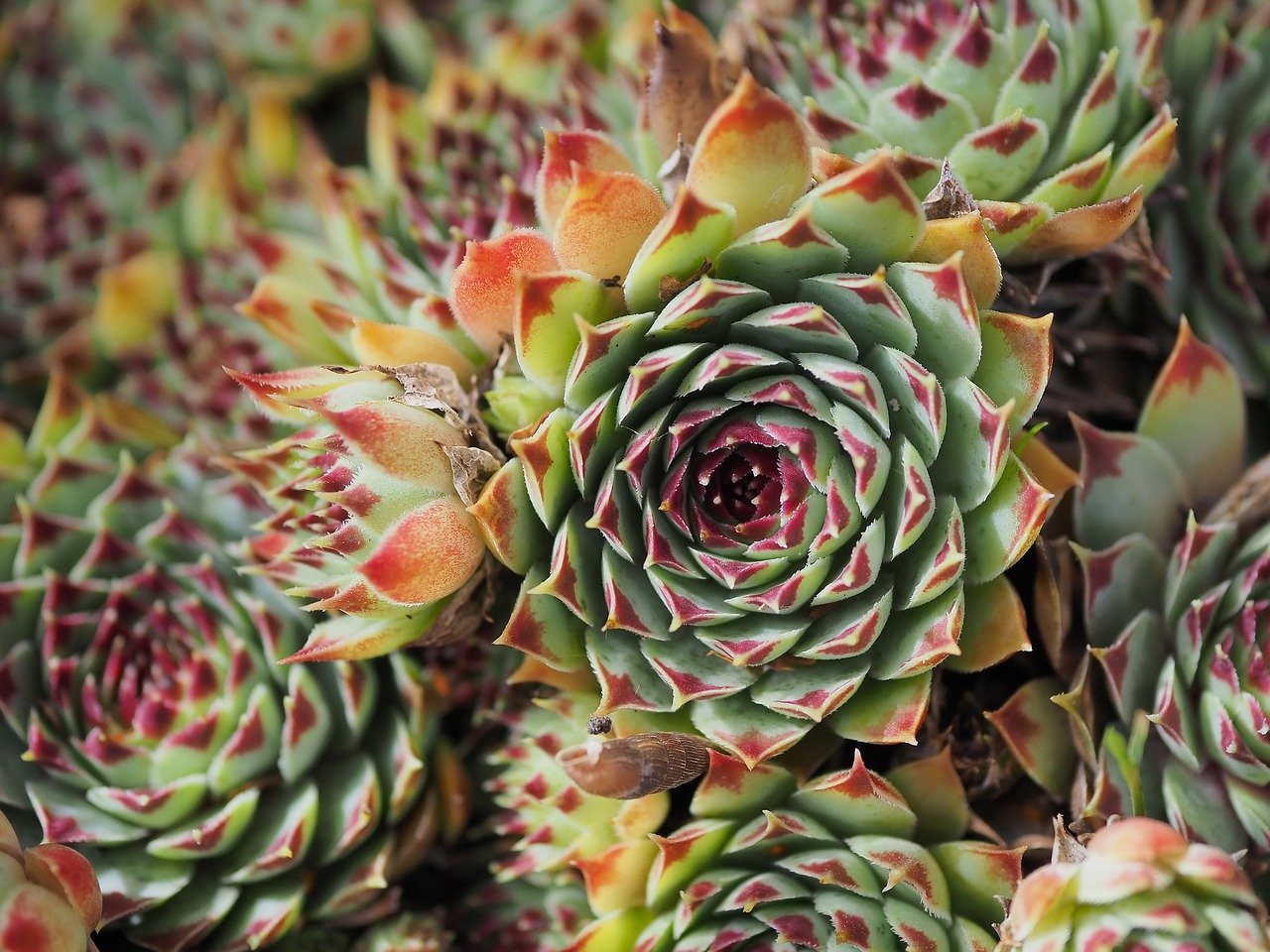 How to Propagate Succulents